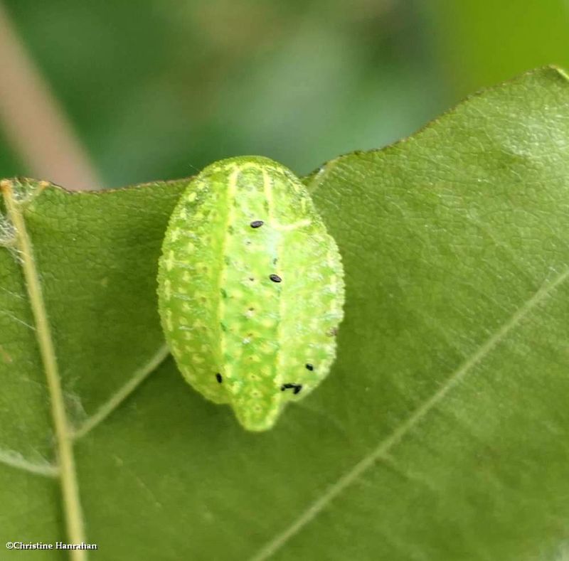 Yellow-shouldered slug moth caterpillar  (Lithacodes fasciola), #4665  [August 22]