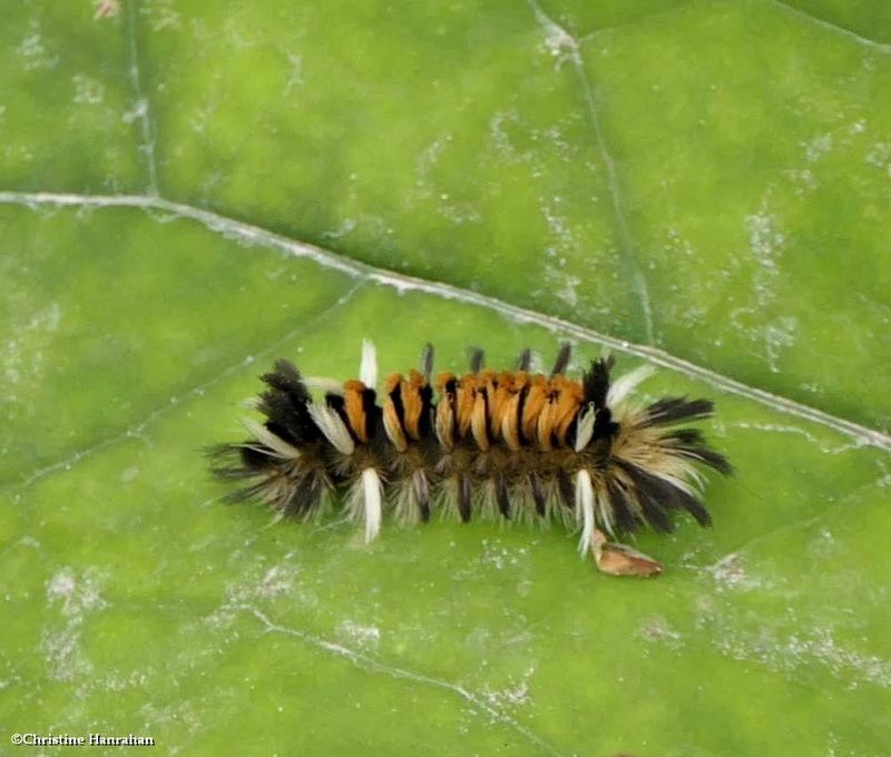 Milkweed tussock moth caterpillar  (Euchaetes egle), #8238  [August 22]