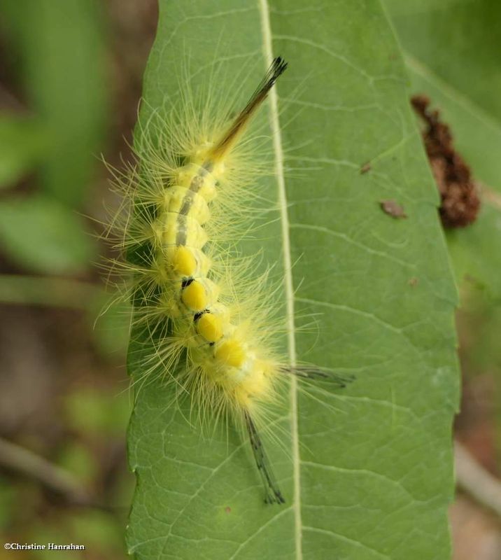 Definite tussock moth caterpillar (Orgyia definita), #8314  [August 22]