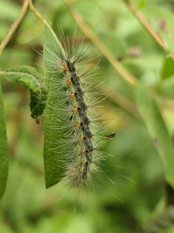 Fall webworm moth caterpillar  (Hyphantria cunea), #8140 [August 22]