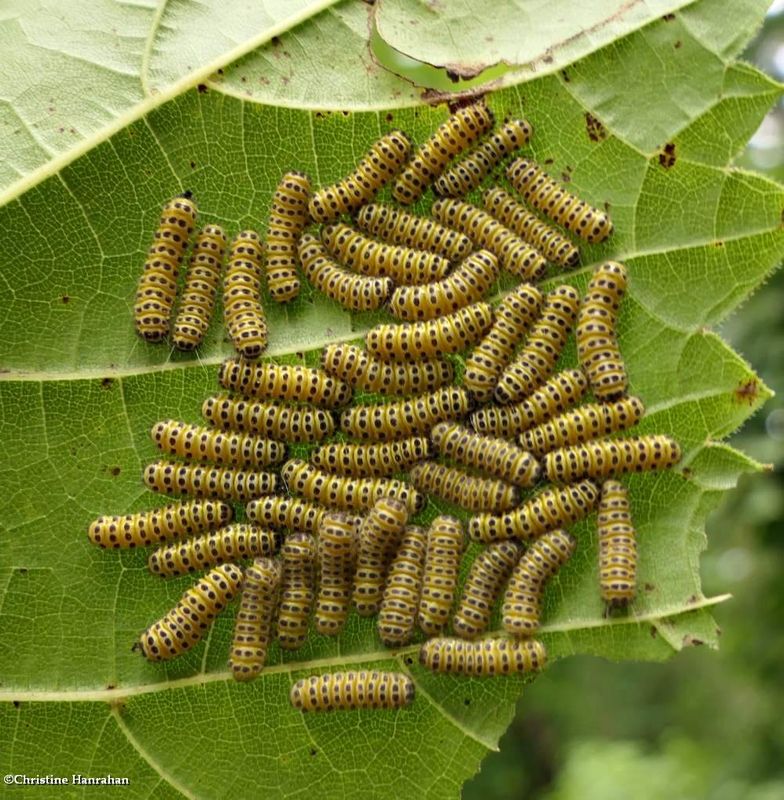 Grape leaf skeleonizer moth caterpillars  (<em>Harrisina americana</em>), #4624  [August 22]