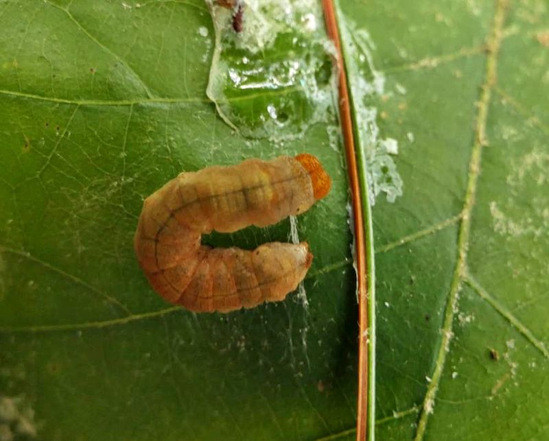 Tufted thyatirine moth caterpillar  (Pseudothyatira cymatophoroides), # 6237  [August 22]