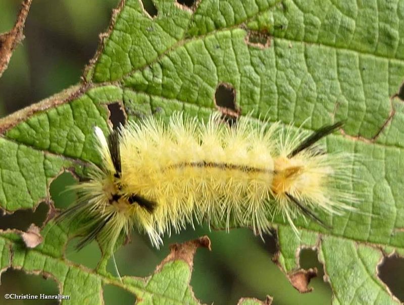 Banded tussock moth caterpillar  (Halysidota tessellaris), #8203  [August 27]