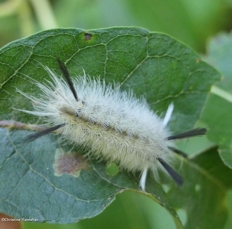 Banded tussock moth caterpillar  (Halysidota tessellaris), #8203  [August 27]