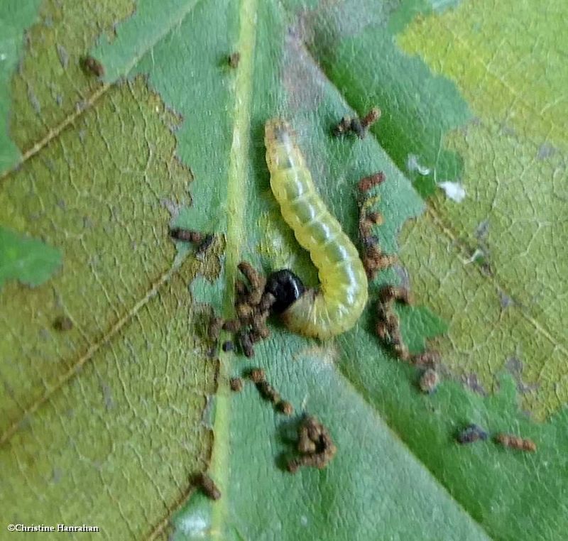 Moth caterpillar  [August 27]