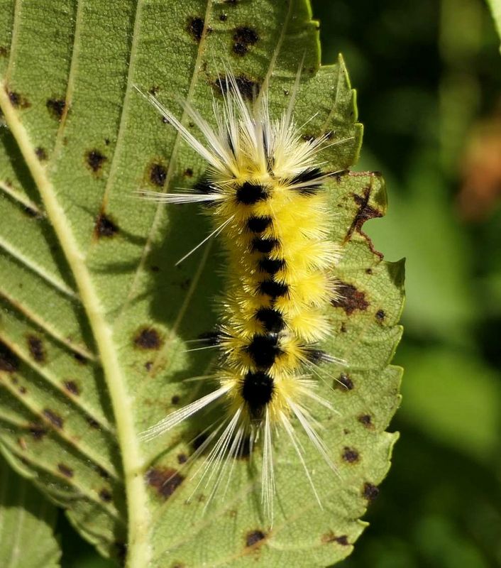 Spotted tussock moth caterpillar  (Lophocampa maculata), #8214  [August 27]