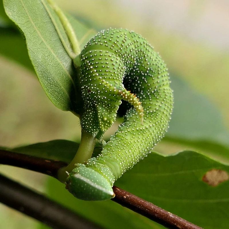 Walnut sphinx moth caterpillar  (Amorpha juglandis, #7827  [August 22]