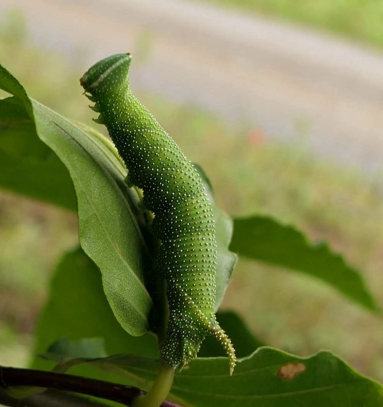Walnut sphinx moth caterpillar  (Amorpha juglandis, #7827  [August 22]