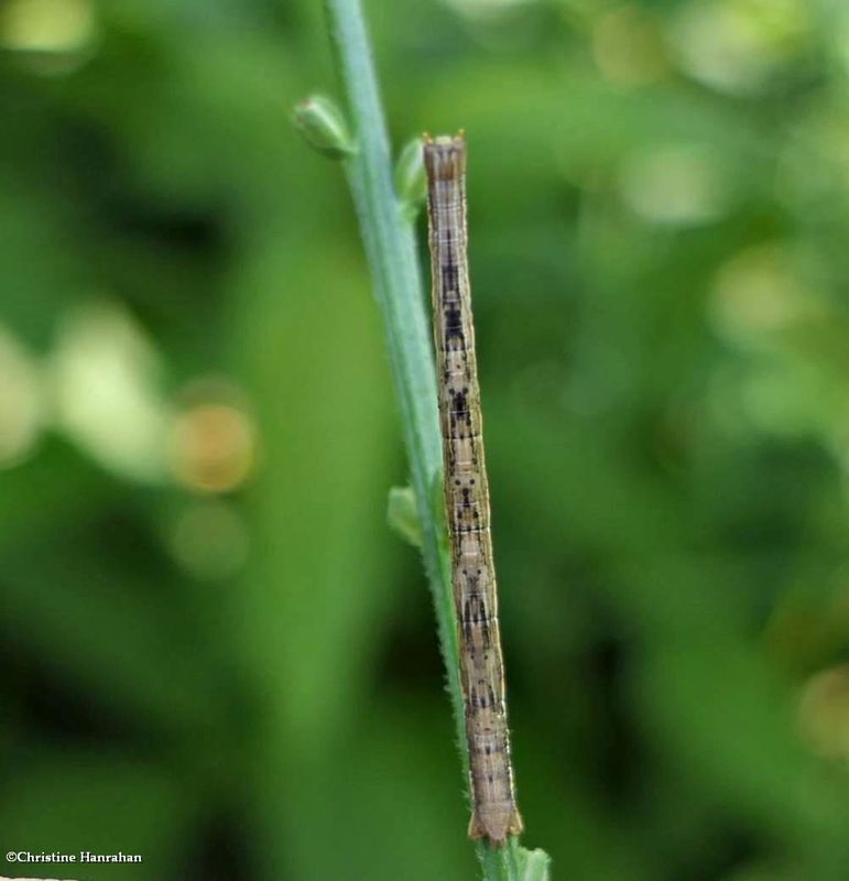 Geometrid moth caterpillar   [August 15]