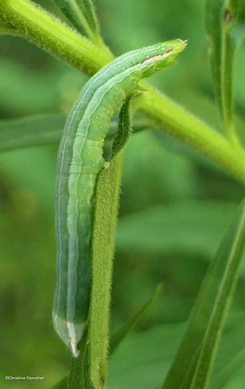 Green leuconycta moth caterpillar  (Leuconycta diphteroides),  #9065  [August 15]