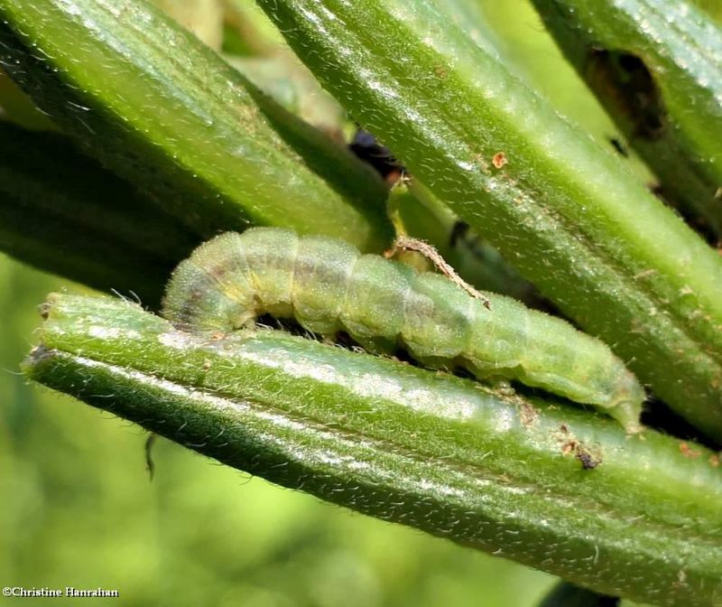 Primrose moth caterpillar (schinia florida), #11164  [August 15]