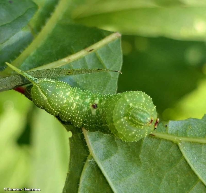 Virginia creeper sphinx moth caterpillar  (<em>Darapsa myron</em>),  #7885 [August 15]