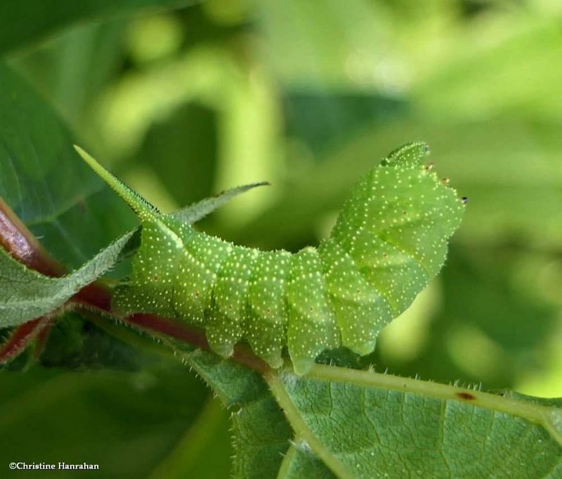 Virginia creeper sphinx moth caterpillar  (Darapsa myron),  #7885 [August 15]