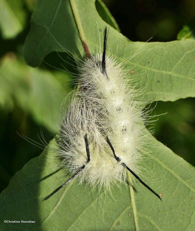American dagger moth caterpillar (Acronicta americana), #9200  [August 31]