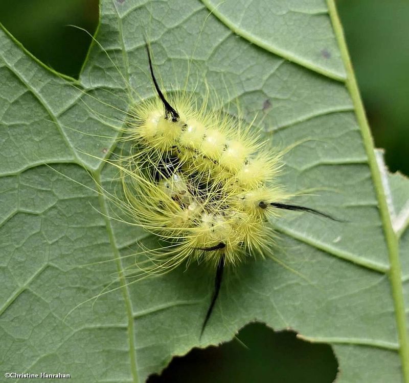 American dagger moth caterpillar (Acronicta americana), #9200  [August 31]