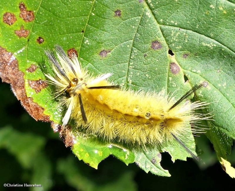 Banded tussock moth caterpillar  (Halysidota tessellaris), #8203  [August 31]