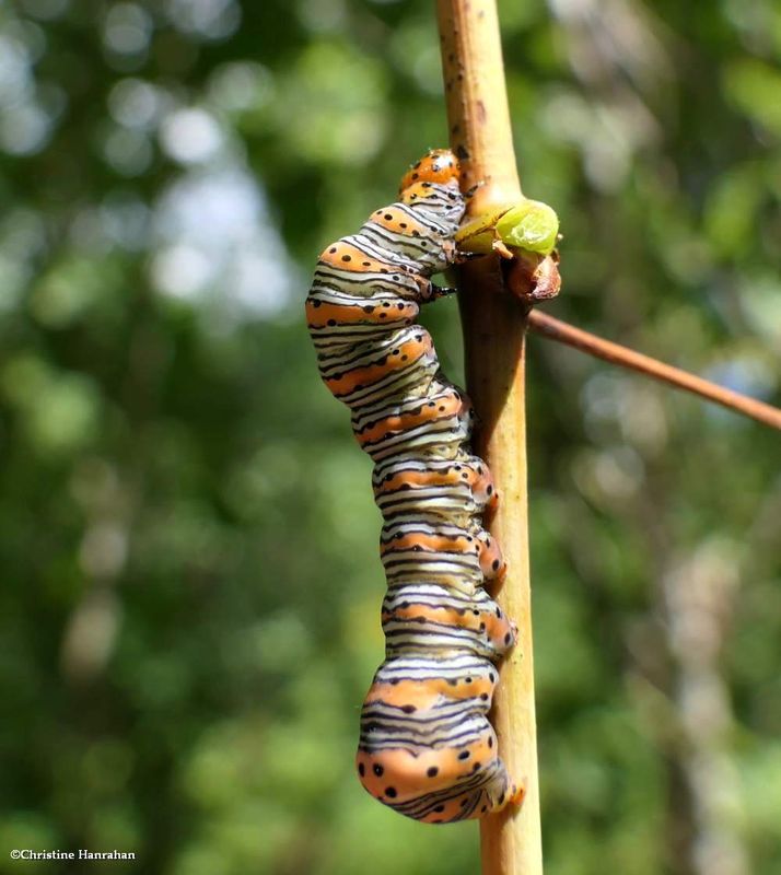 Beautiful wood-nymph moth caterpillar (Eudryas grata), #9301  [August 31]