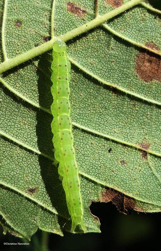 White-lined bomolocha  moth caterpillar (Hypena abalienalis),  #8445  [August 31]