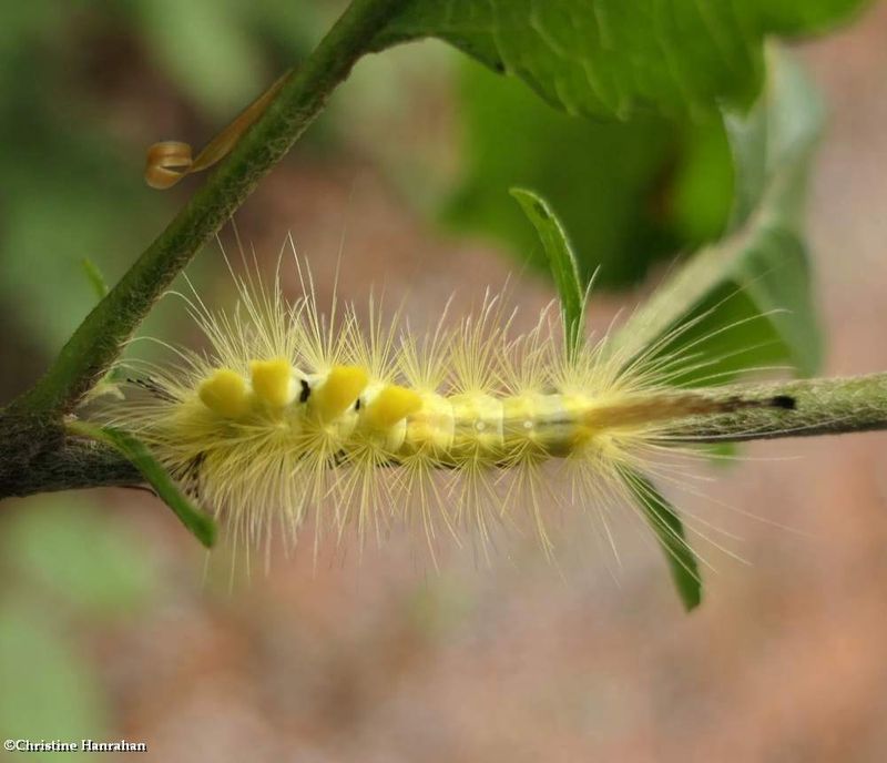 Definite tussock moth caterpillar (Orgyia definita), #8314  [August 3122]