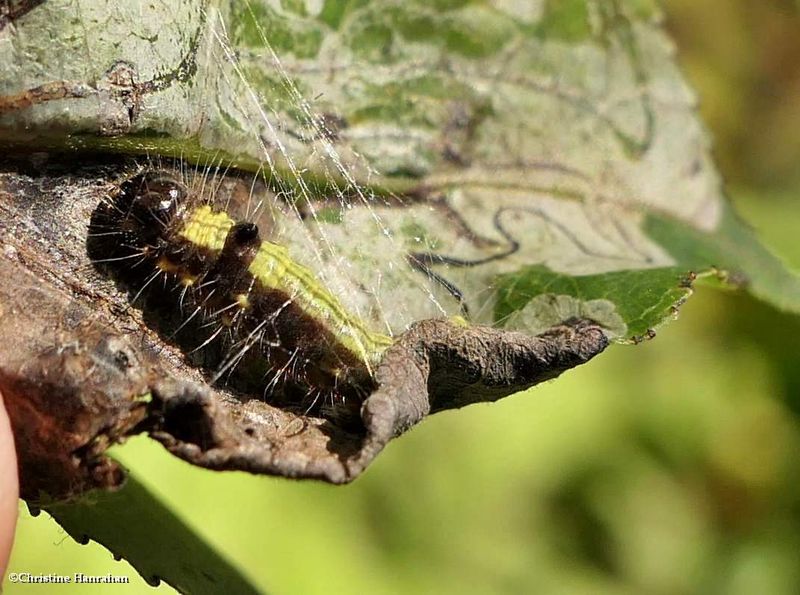 Prominent Moth caterpillar (Clostera)  [August 31]