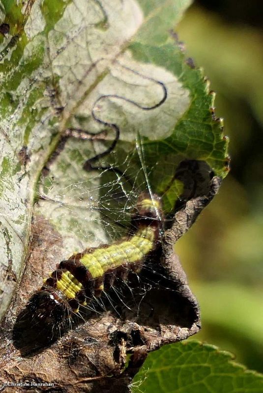 Prominent Moth caterpillar (Clostera)  [August 31]