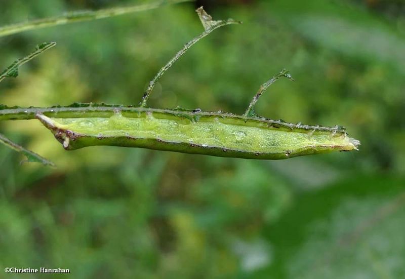 Dusky groundling moth caterpillar (Condica vecors), #9696  [August 31]
