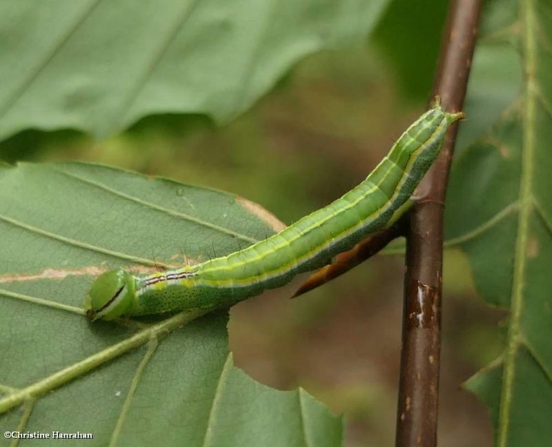 Variable oakleaf moth caterpillar (Lochmaeus manteo, #7998  [August 31]