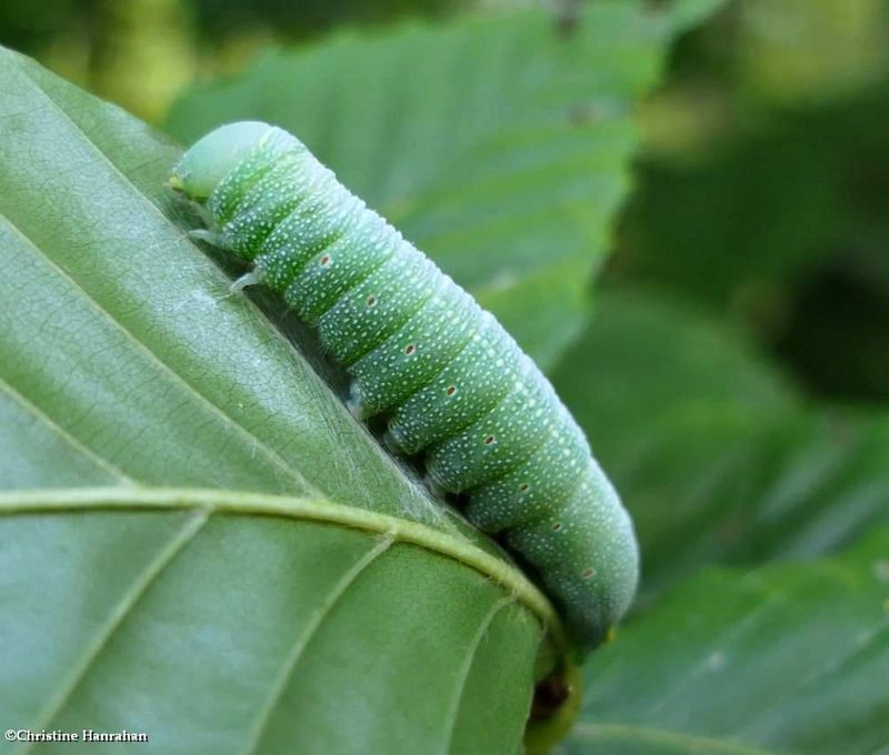 White-dotted prominent moth caterpillar  (Nadata gibbosa), #7915  [August 31]