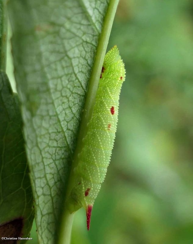 Small-eyed sphinx moth caterpillar  (Paonias myops), #7825 