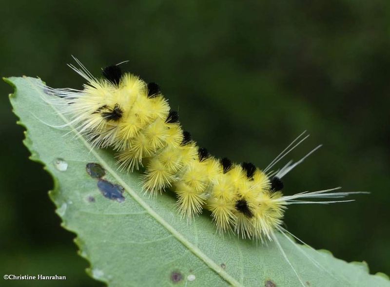 Spotted tussock moth caterpillar  (Lophocampa maculata), #8214  [August 31]