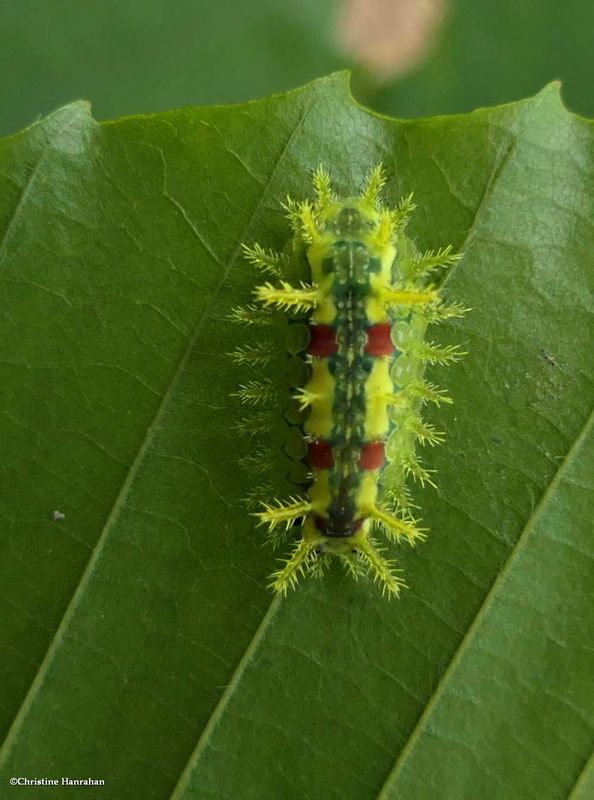 Spiny oak slug moth caterpillar  (Euclea delphinii), #4697  [August 31]