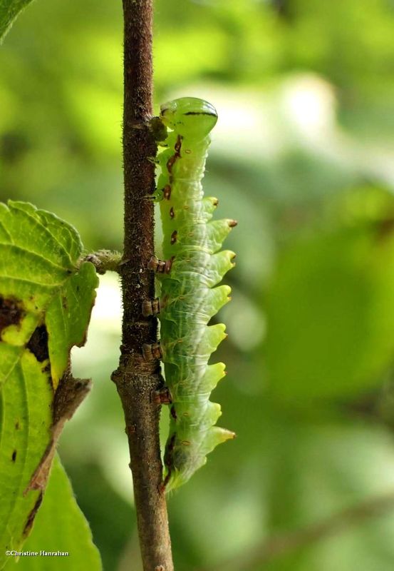 Double-toothed prominent moth caterpillar  (Nerice bidentata ), #7929  [August 31]