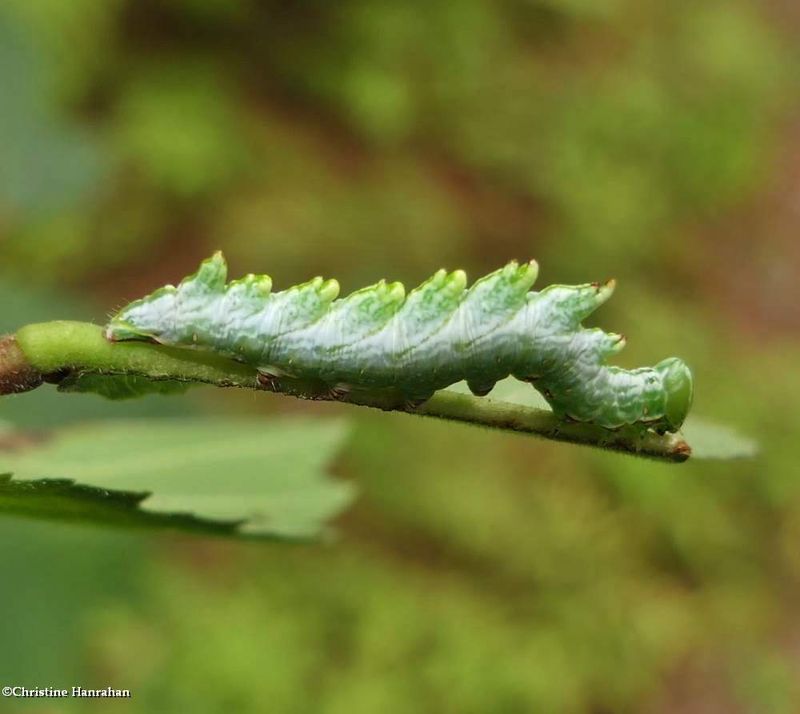 Double-toothed prominent moth caterpillar  (Nerice bidentata ), #7929  [August 31]