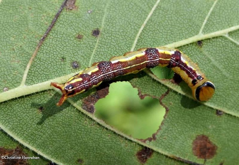 Double-lined prominent (Lochmaeus bilineata), #7999  [August 31]