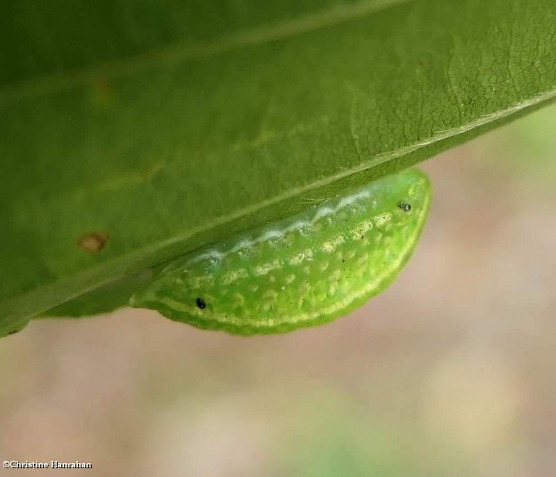 Yellow-shouldered slug moth caterpillar  (Lithacodes fasciola), #4665  [August 31]