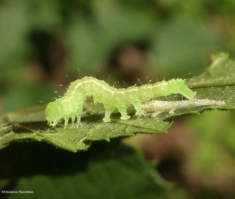 Erebidae moth caterpillar (Hypena)  [August 2]
