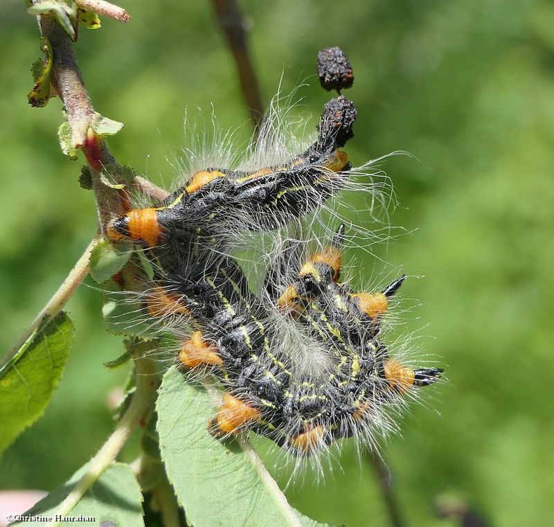 Prominent moth caterpillar (Datana)   [August 2]