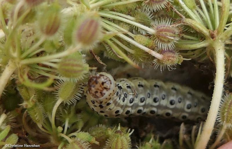 Carrot seed moth caterpillar  (Sitochroa palealis), #4986.1  [August 25]