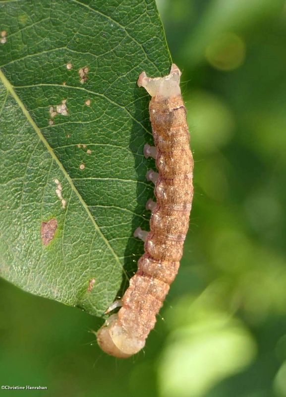 Noctuid moth caterpillar  [August 13]