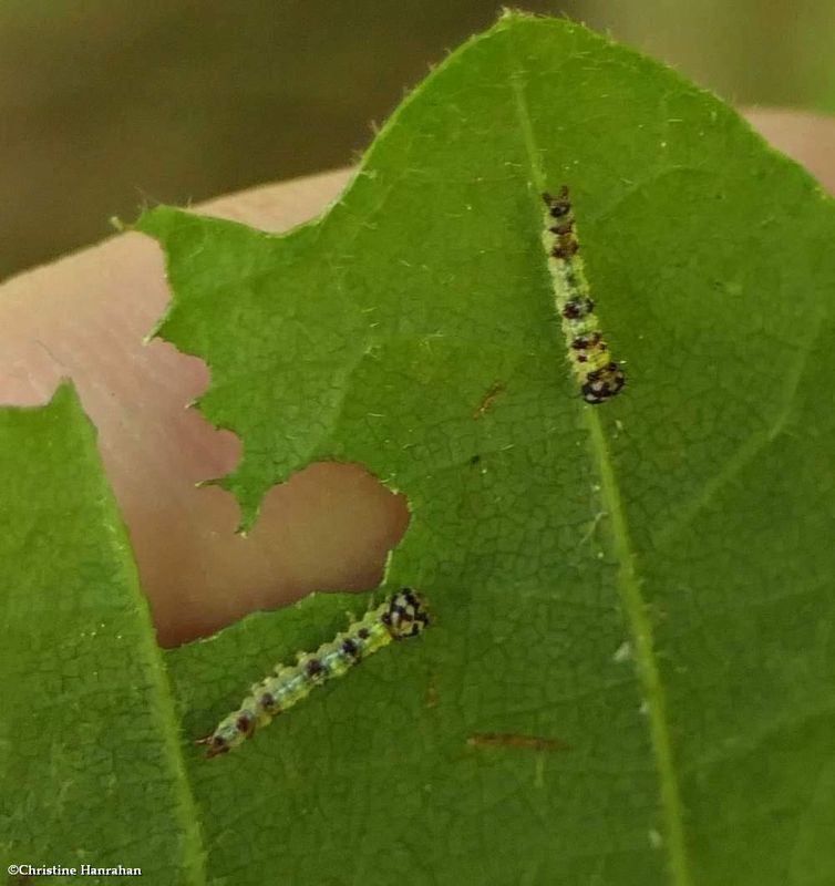 Prominent moth caterpillars  [August 13]