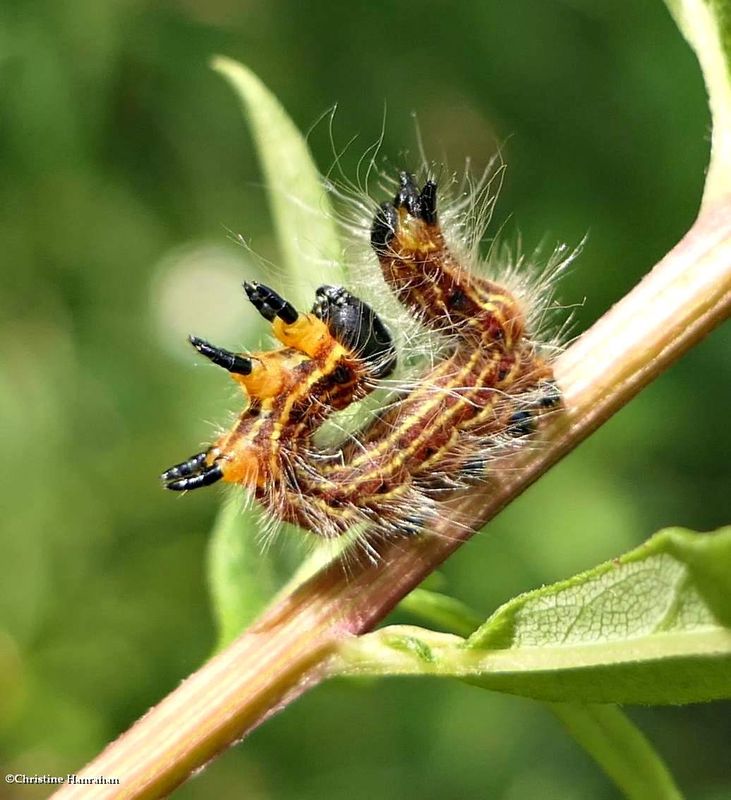 Prominent moth caterpillar (Datana)  [August 13]