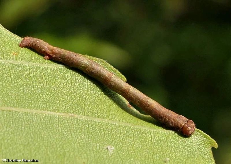 Geometrid moth caterpillar   [August 18]