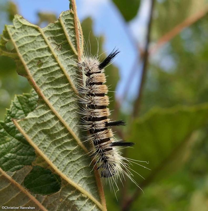 Large gray dagger moth caterpillar  (Acronicta insita), #9202  [August 10]