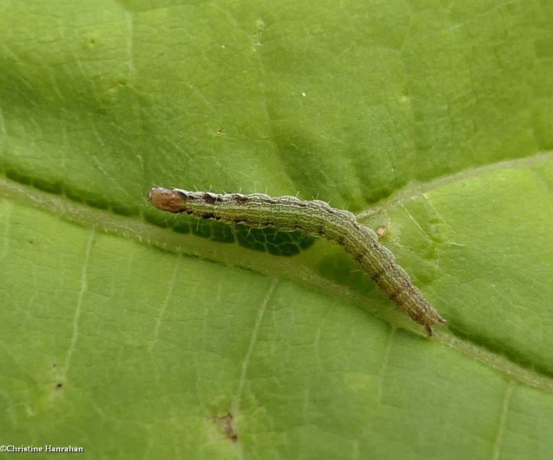 Moth caterpillar  [August 10]