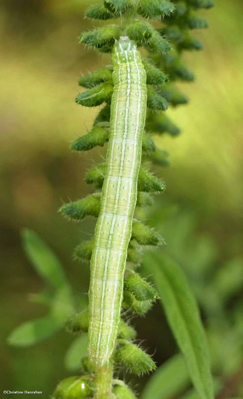 Noctuid moth caterpillar  [August 10]