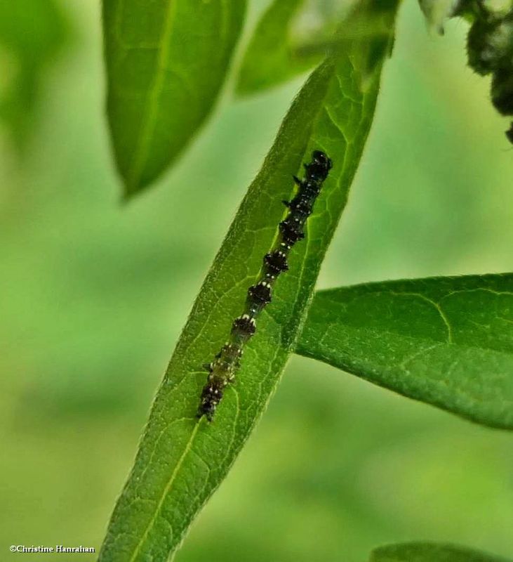 Small bird-dropping moth caterpillar  (Ponometia erastrioides), #9095  [August 10]