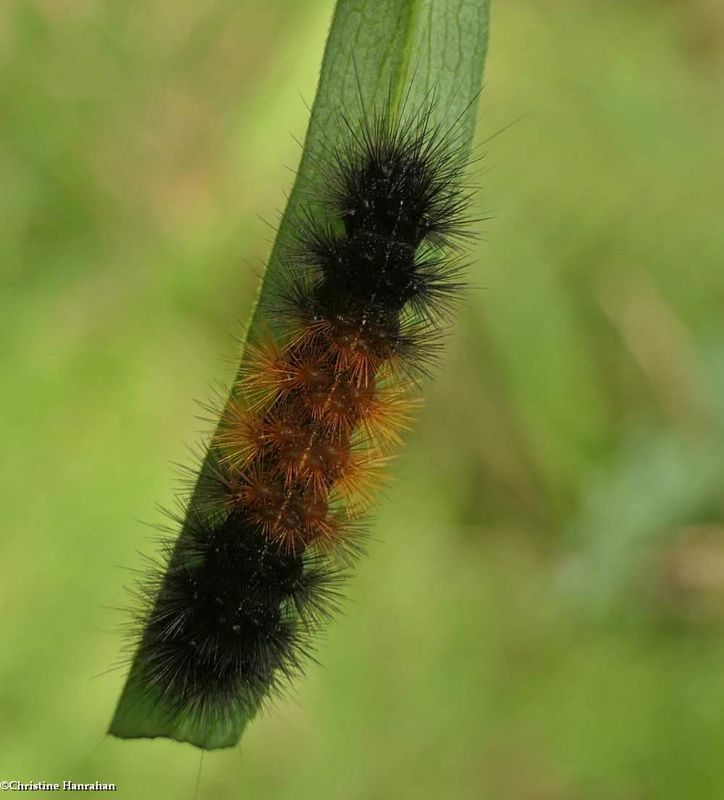 Woolly bear caterpillar  (Pyrrharctia isabella), #8129  [August 10]