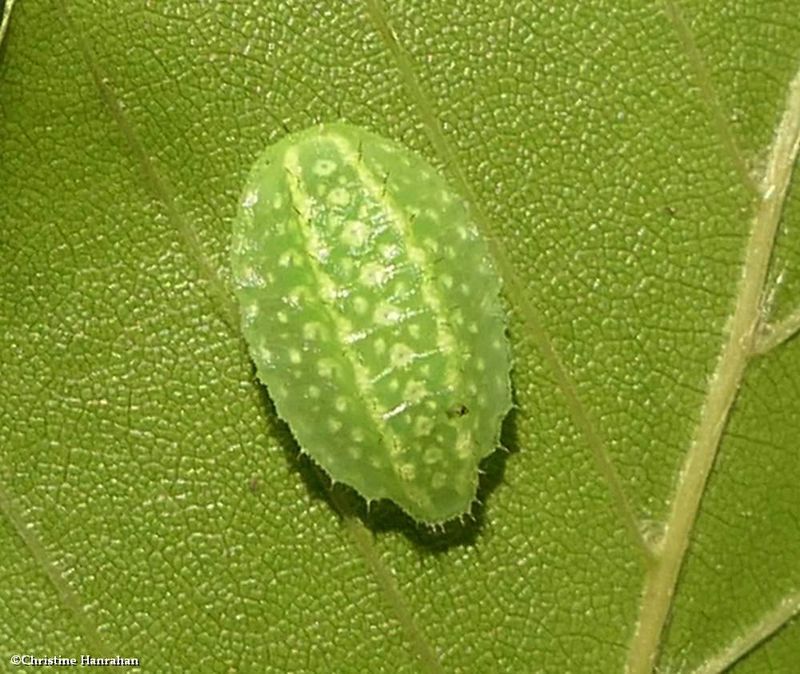 Yellow-shouldered slug moth caterpillar  (Lithacodes fasciola), #4665  [August 18]