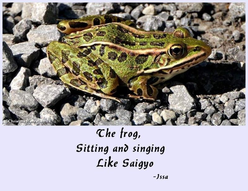 The frog...