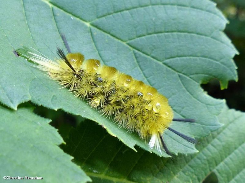 Banded tussock moth caterpillar  (Halysidota tessellaris), #8203  [September 1]